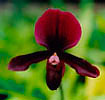 gorgeous photo courtesy of http://www.carsonbarnesorchids.com